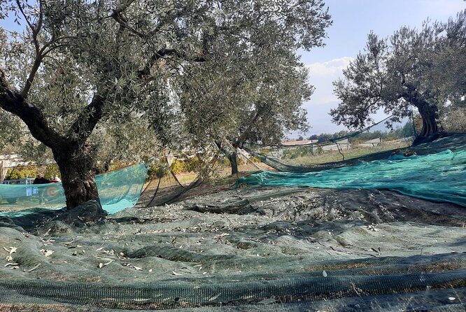 Private tour in Nafplio with Olive oil Tasting Tour in Corinth - Ancient Corinth: Paul, commerce, and the ruins as a living story