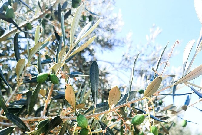 Private tour in Nafplio with Olive oil Tasting Tour in Corinth - Best fit: who should book this Athens-to-Nafplio olive day