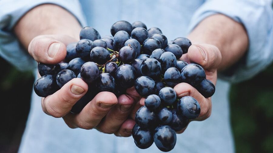Private Wine Tasting Experience in Athens - Key things I’d target in this Athens wine tasting