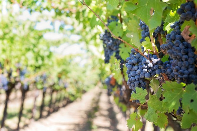 Private Wine Tasting Experience of Greek Awarded Wines at Athens Wine Suburb - A half-day private tasting built for convenience and quality